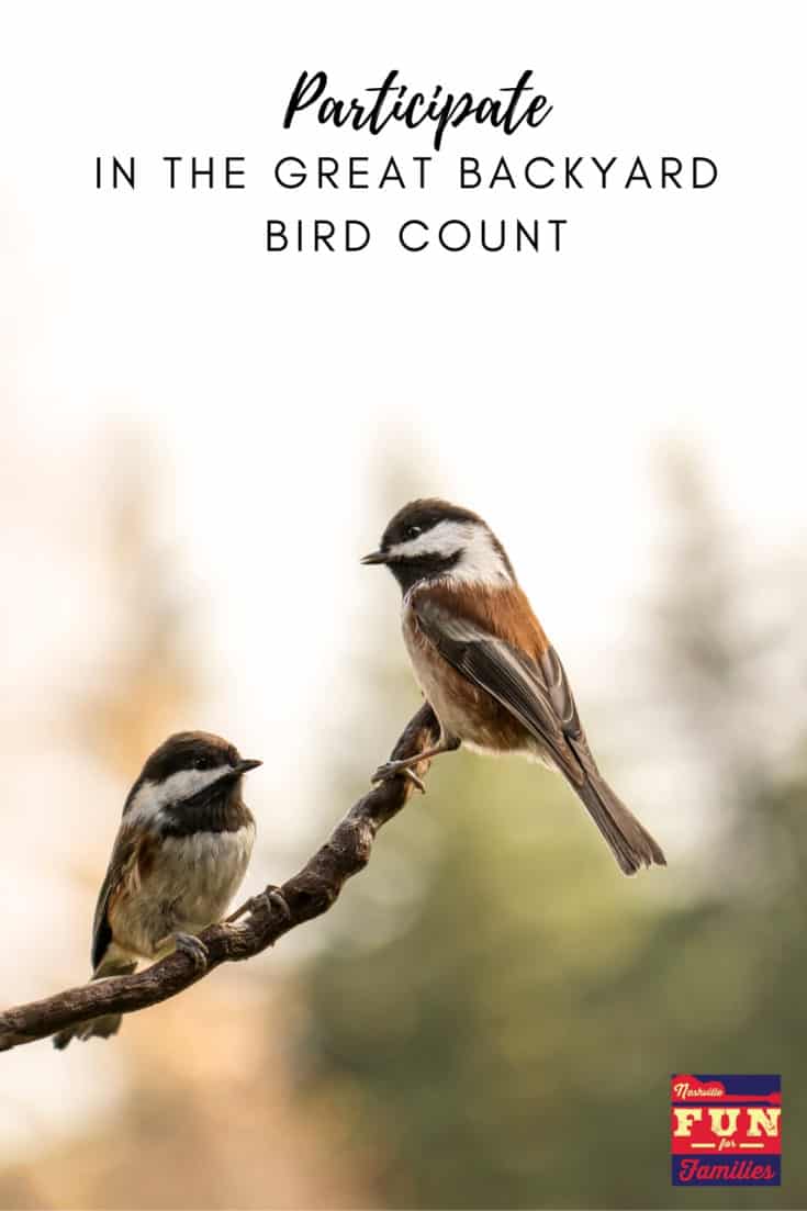 Participate in the Great Backyard Bird Count